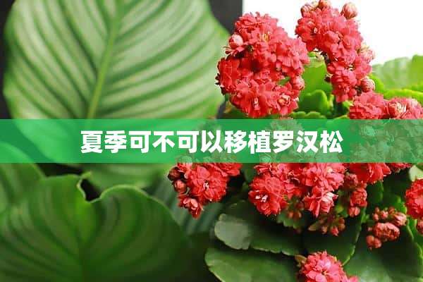 夏季可不可以移植罗汉松