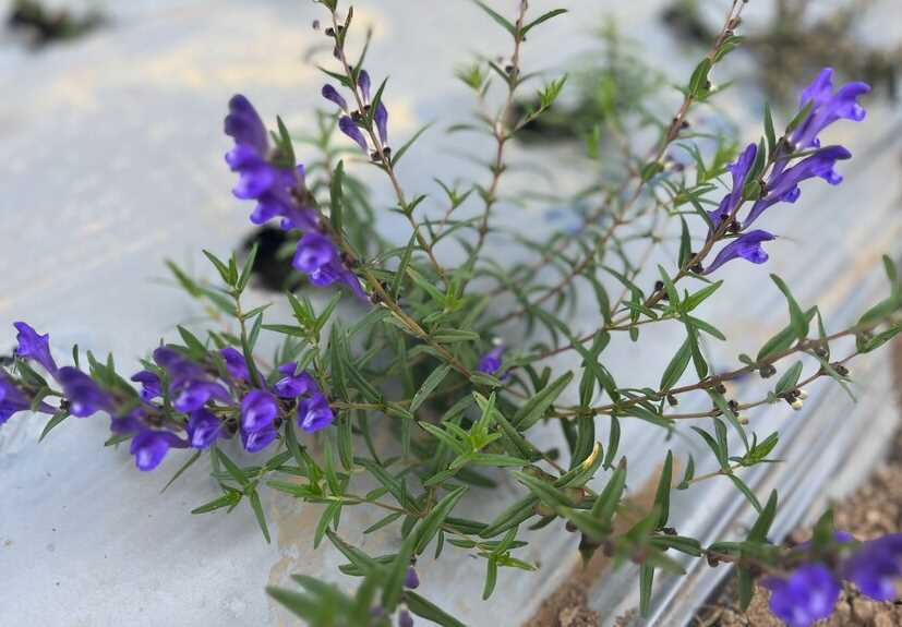 并头黄芩怎么进行种植，需要注意什么?