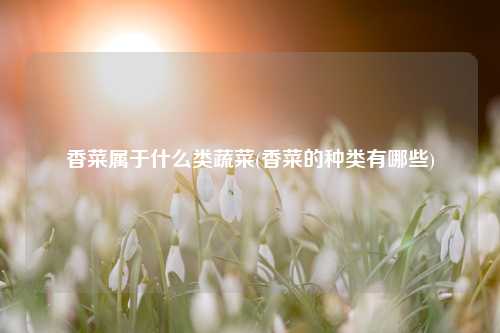 香菜属于什么类蔬菜