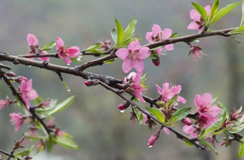 水培桃花的养殖方法，水培桃花要注意什么？