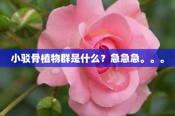 小驳骨植物群是什么？急急急。。。