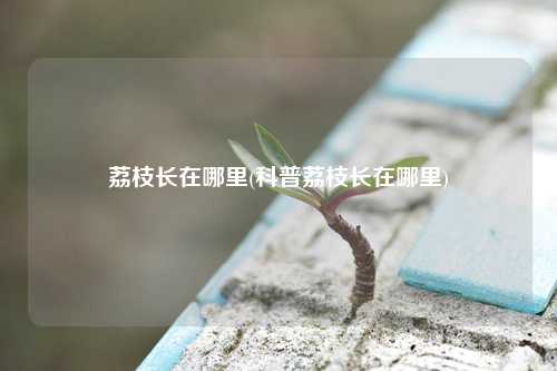 荔枝长在哪里(科普荔枝长在哪里) 种植业