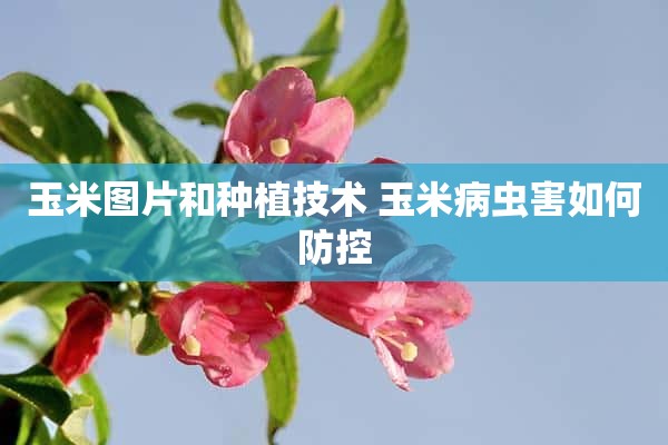 玉米图片和种植技术 玉米病虫害如何防控