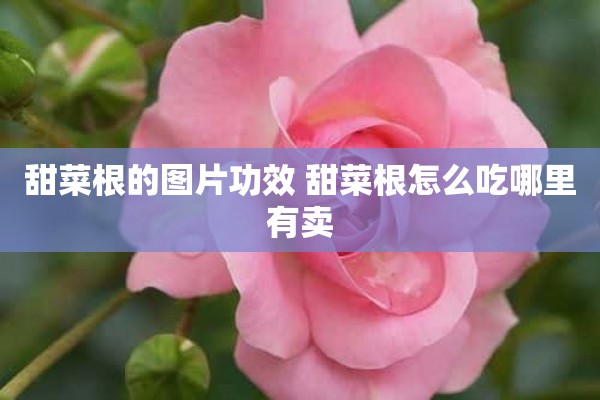 甜菜根的图片功效 甜菜根怎么吃哪里有卖