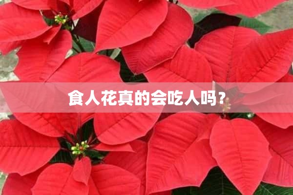 食人花真的会吃人吗？