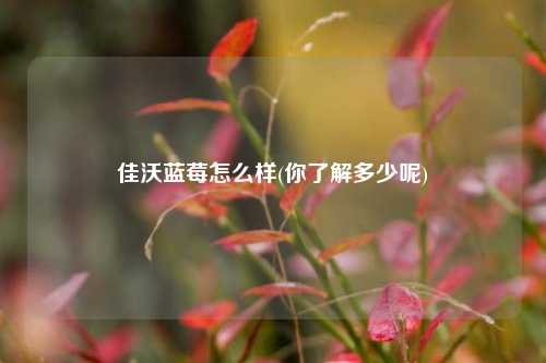 佳沃蓝莓怎么样(你了解多少呢) 种植业