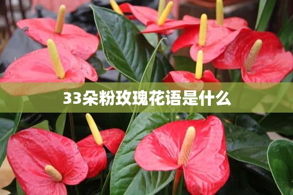 33朵粉玫瑰花语是什么