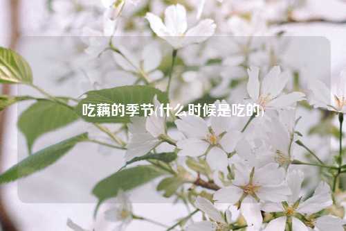 吃藕的季节(什么时候是吃的) 种植业