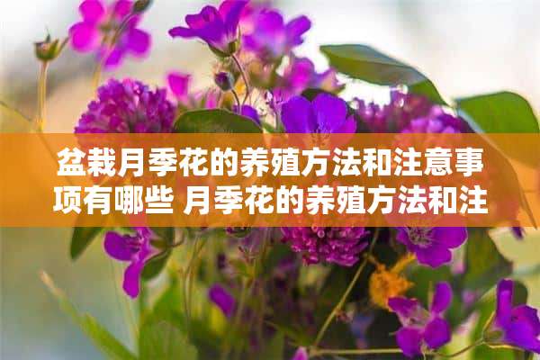 盆栽月季花的养殖方法和注意事项有哪些 月季花的养殖方法和注意事项有哪些