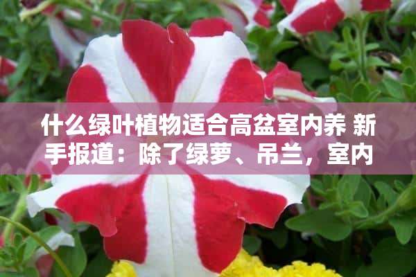 什么绿叶植物适合高盆室内养 新手报道：除了绿萝、吊兰，室内还有哪些是比较好养活的