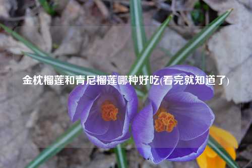 金枕榴莲和青尼榴莲哪种好吃(看完就知道了) 种植业