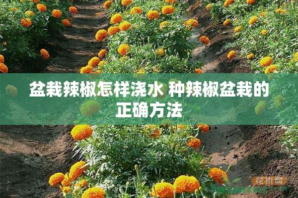 盆栽辣椒怎样浇水 种辣椒盆栽的正确方法