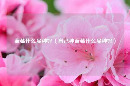 蓝莓什么品种好（自己种蓝莓什么品种好） 花卉