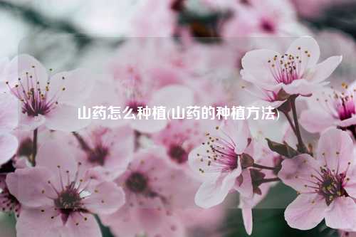 山药怎么种植