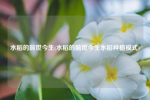 水稻的前世今生