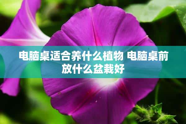 电脑桌适合养什么植物 电脑桌前放什么盆栽好