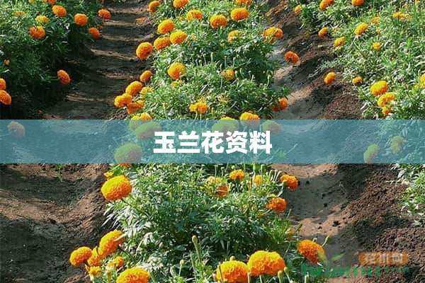 玉兰花资料