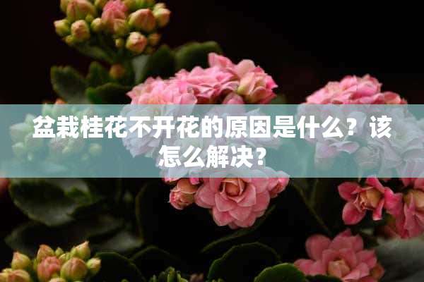 盆栽桂花不开花的原因是什么？该怎么解决？