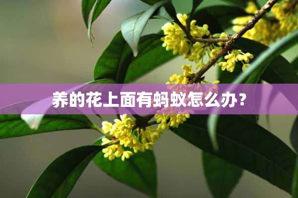 养的花上面有蚂蚁怎么办？