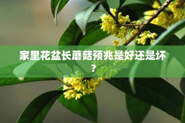 家里花盆长蘑菇预兆是好还是坏？