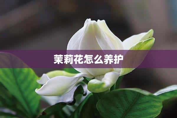 茉莉花怎么养护