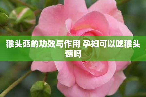 猴头菇的功效与作用 孕妇可以吃猴头菇吗