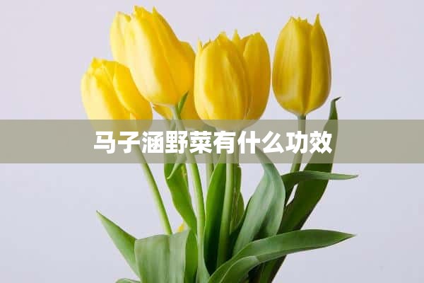 马子涵野菜有什么功效