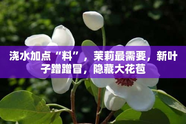 浇水加点“料”，茉莉最需要，新叶子蹭蹭冒，隐藏大花苞