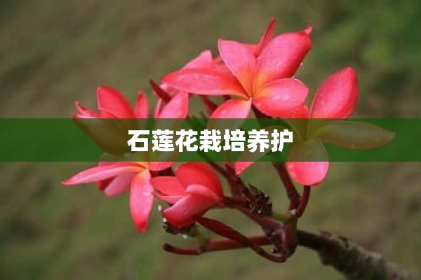 石莲花栽培养护