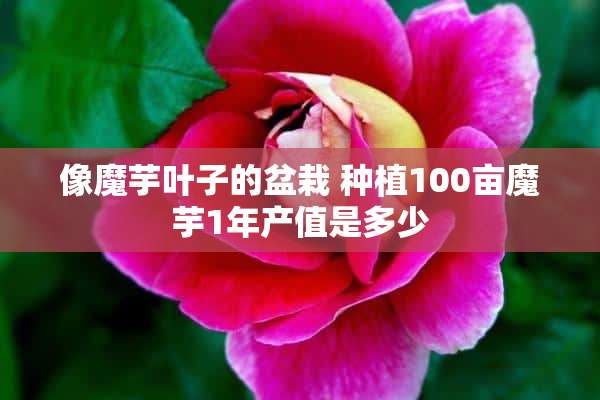 像魔芋叶子的盆栽 种植100亩魔芋1年产值是多少