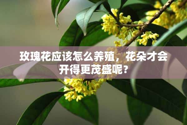 玫瑰花应该怎么养殖，花朵才会开得更茂盛呢？