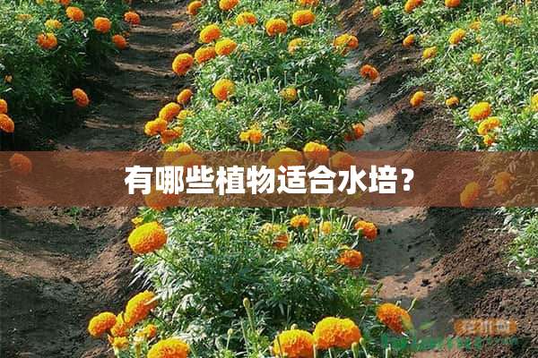 有哪些植物适合水培？