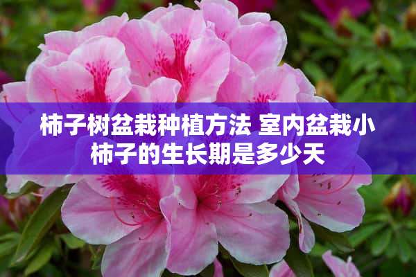 柿子树盆栽种植方法 室内盆栽小柿子的生长期是多少天