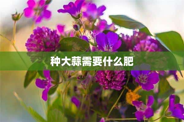 种大蒜需要什么肥