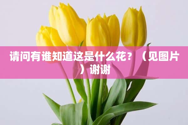 请问有谁知道这是什么花？（见图片）谢谢