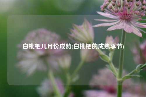 白枇杷几月份成熟