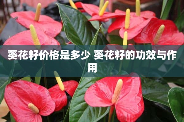 葵花籽价格是多少 葵花籽的功效与作用