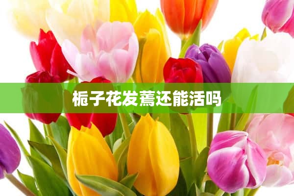 栀子花发蔫还能活吗