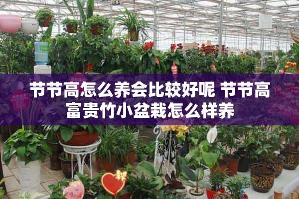 节节高怎么养会比较好呢 节节高富贵竹小盆栽怎么样养