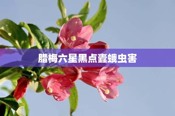 腊梅六星黑点蠹蛾虫害