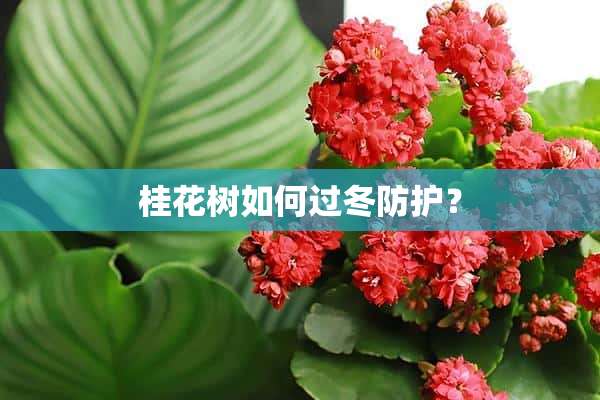 桂花树如何过冬防护？