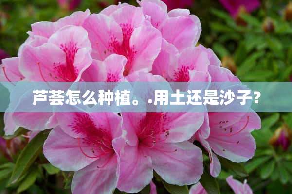 芦荟怎么种植。.用土还是沙子？