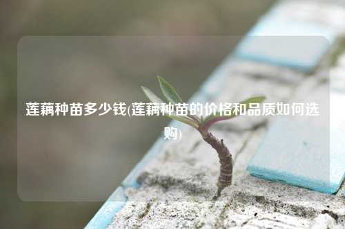 莲藕种苗多少钱(莲藕种苗的价格和品质如何选购) 种植业