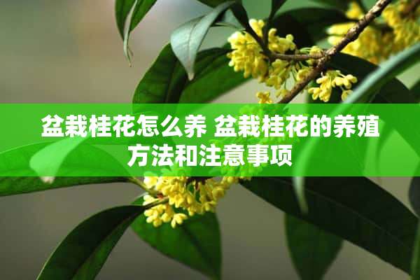 盆栽桂花怎么养 盆栽桂花的养殖方法和注意事项