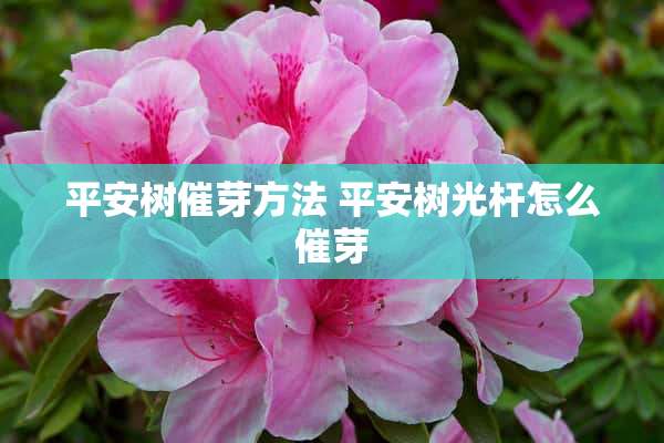 平安树催芽方法 平安树光杆怎么催芽