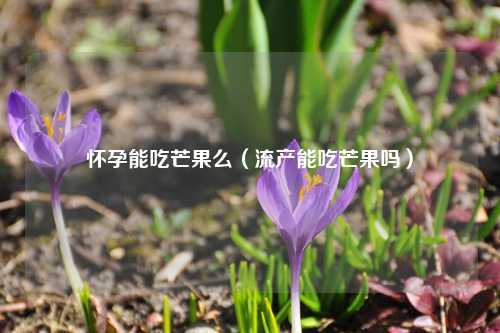 怀孕能吃芒果么（流产能吃芒果吗） 花卉