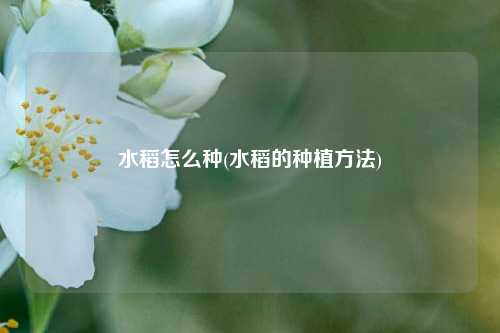 水稻怎么种(水稻的种植方法) 种植业