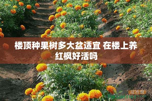 楼顶种果树多大盆适宜 在楼上养红枫好活吗