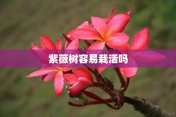 紫薇树容易栽活吗