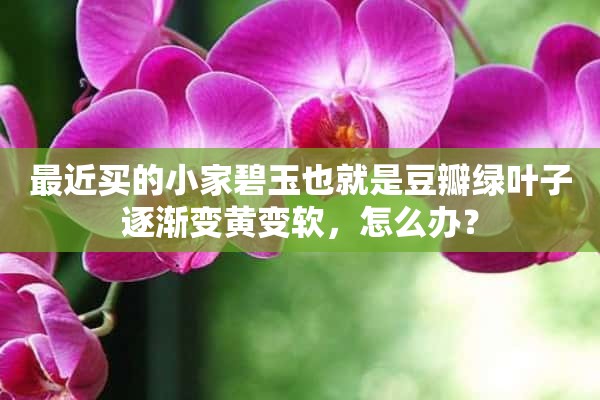 最近买的小家碧玉也就是豆瓣绿叶子逐渐变黄变软，怎么办？